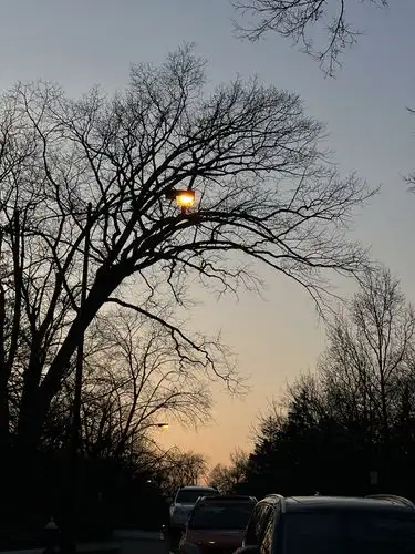 Twilight's soft glow through bare branches.